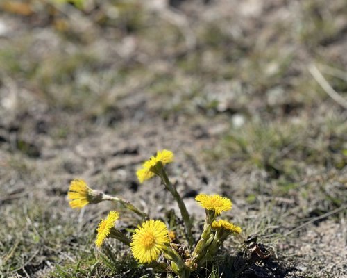 St&auml;ngt 1 maj