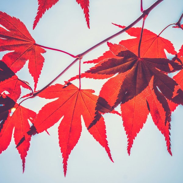 St&auml;ngt Alla helgons dag 1 november