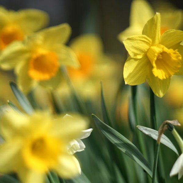 St&auml;ngt under p&aring;sken